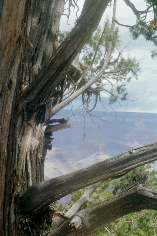 Grand Canyon VI