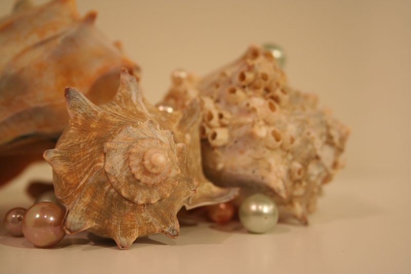 Pearls and Shells I