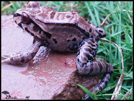 Smoky Jungle Frog