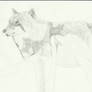 Wolf drawing