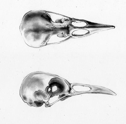 Avian Cranium Examination