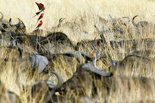 Carmine Bee-Eaters and Buffaloes