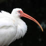 White Ibis 2