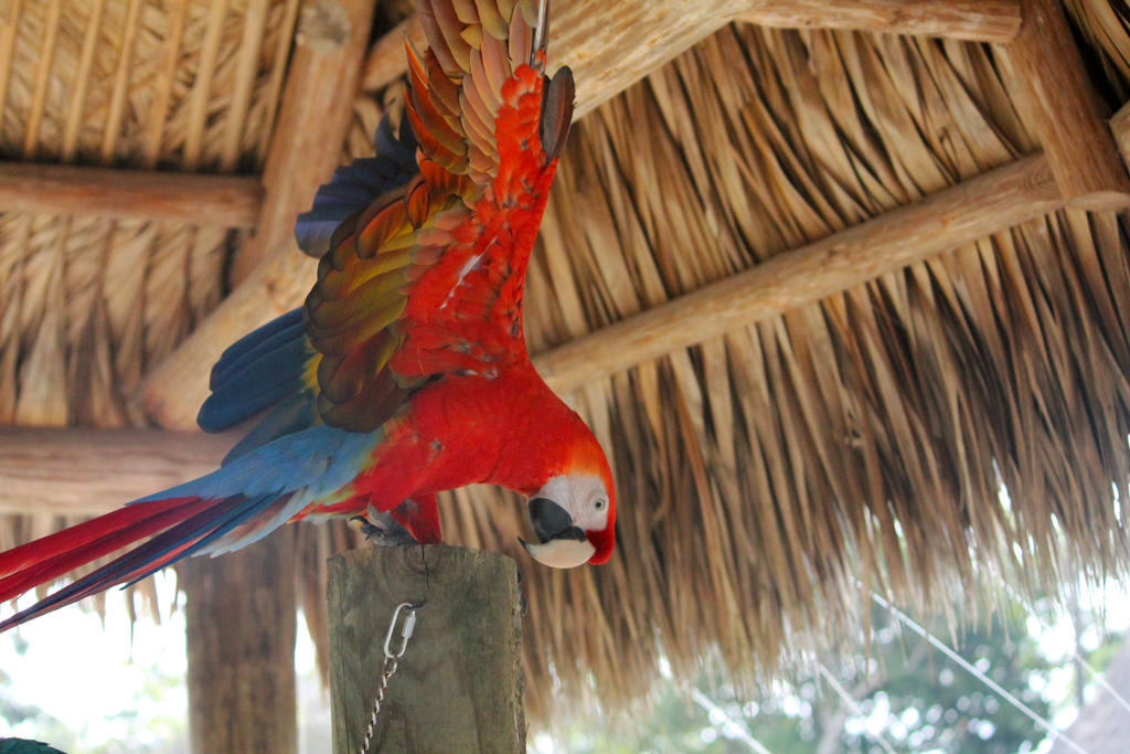 Scarlot Macaw Wings