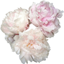 3 pivoines - peonies :STOCK: