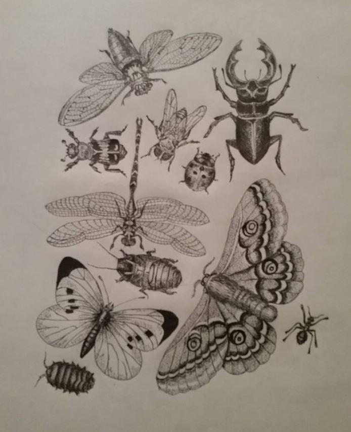 Buff Insect Drawing Bugs by artjunkie09 on DeviantArt