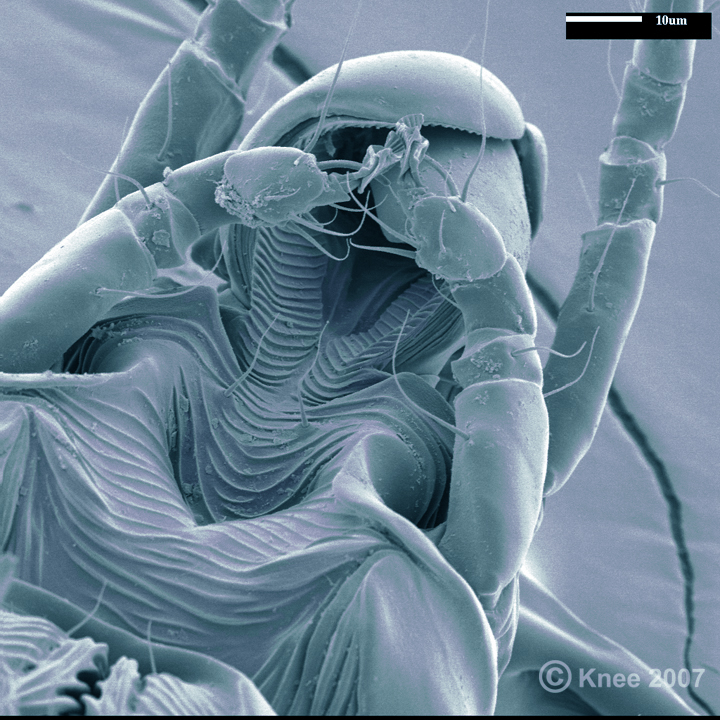 Listrophorid Fur Mite Attach..