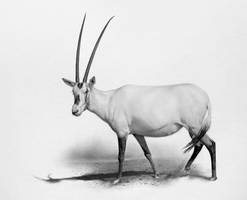 Arabian Oryx