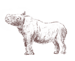 Quick Baby Rhinos
