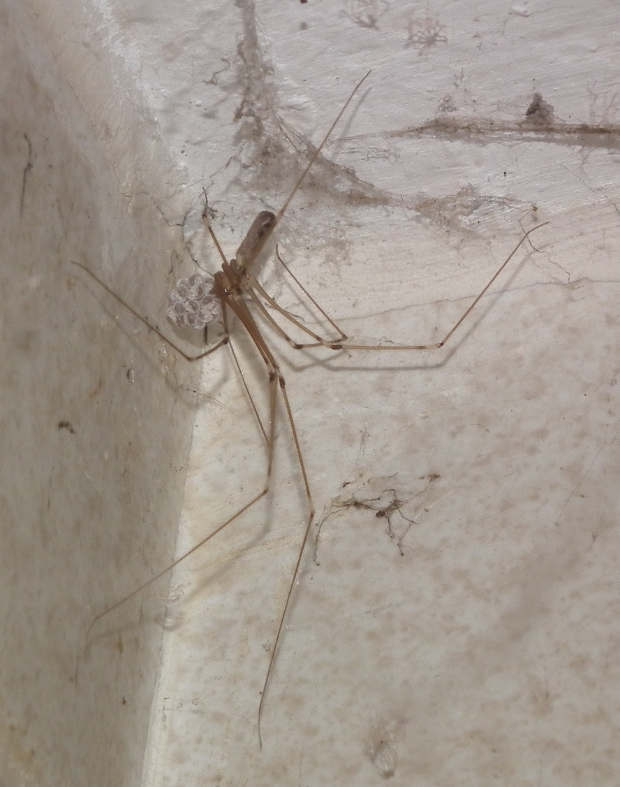 Daddy Longlegs with eggsac