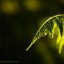Fern