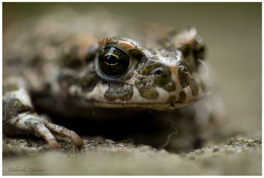 Frog by Cailleach-Verinen