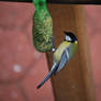 Kohlmeise / Great Tit