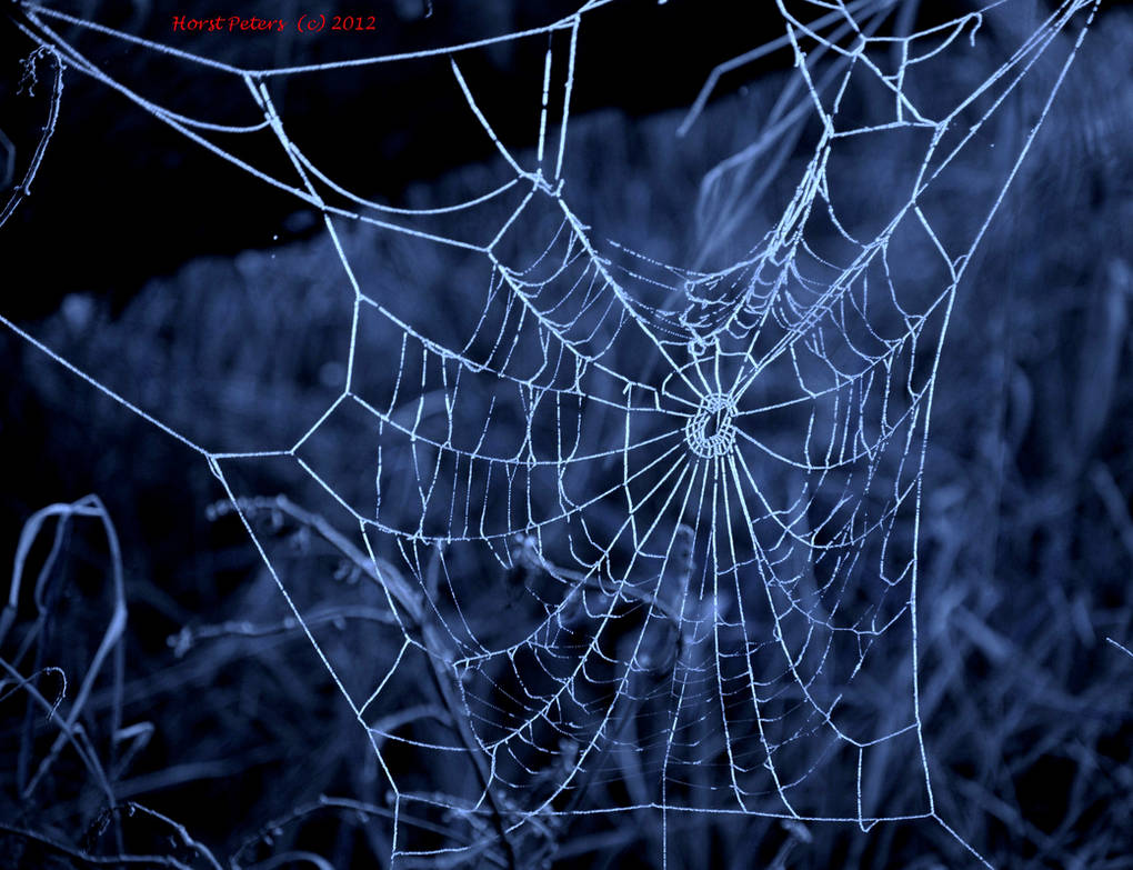 Spiderweb 2 by bluesgrass