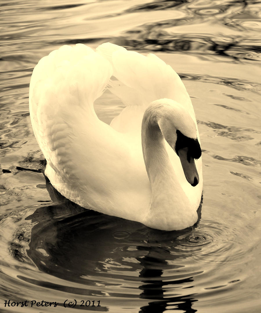 Swan 5