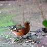 Chaffinch / Buchfink 3