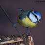 Blue Tit / Blaumeise