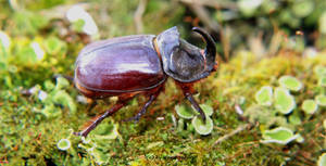 Rhinoceros-beetle