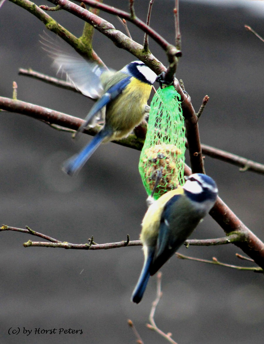 Two Blue Tits