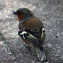 Chaffinch 10