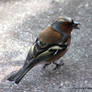 Chaffinch / Buchfink 2