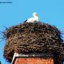 Stork 4