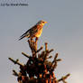 Singin' on a tree...