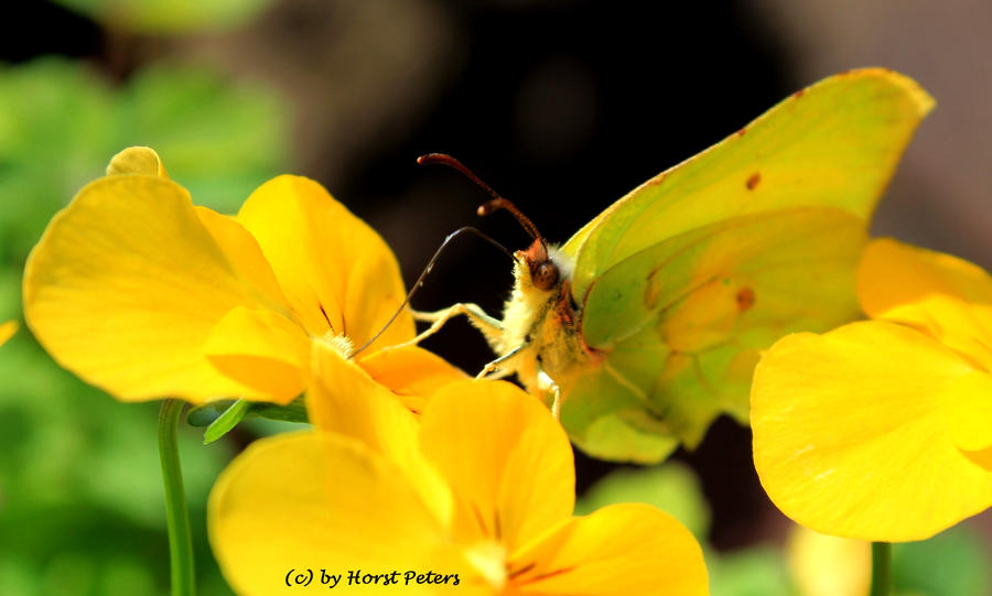 Brimstone Butterfly