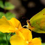 Brimstone Butterfly 3