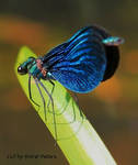 Blaue Prachtlibelle (Caleopteryx virgo) by bluesgrass
