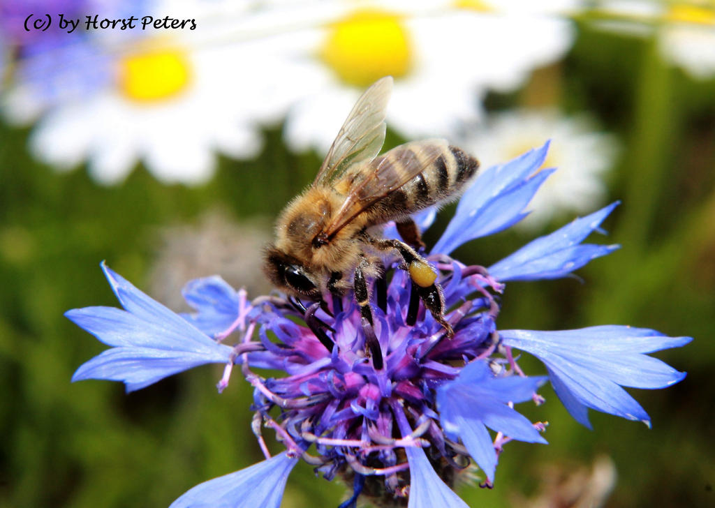 Blumen am Wegesrand 2