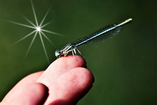 Blaue Federlibelle (Platycnemis pennipes)