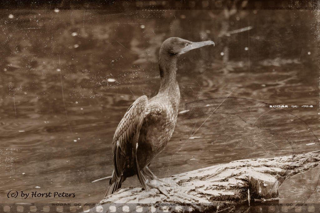 Cormorant 3