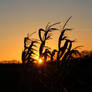 Sunset in the Maize Field