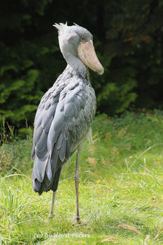 Schuhschnabel 1 / Shoebill 1