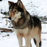 Timber Wolf / Timberwolf 3