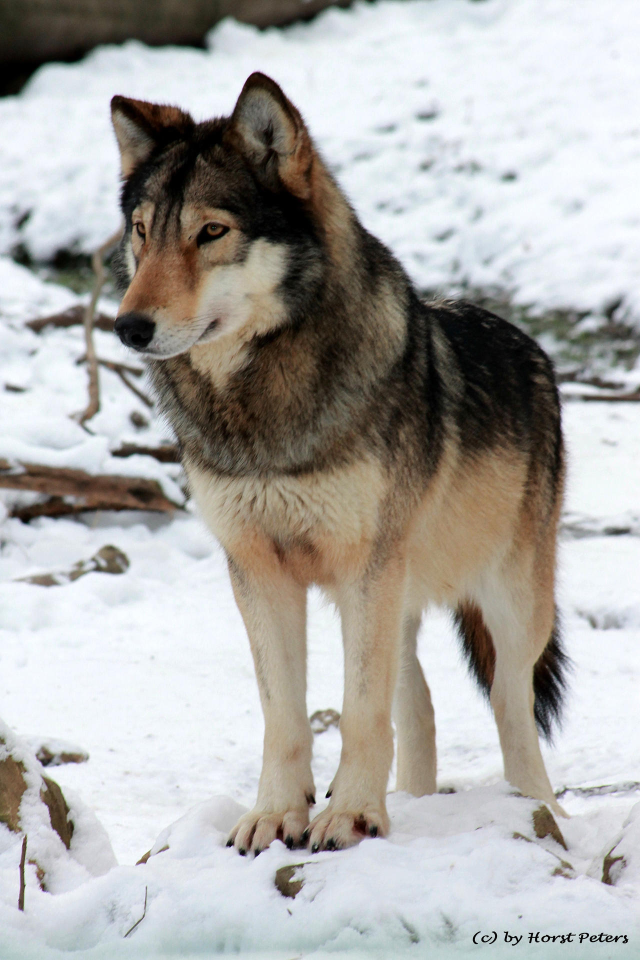 Timber Wolf / Timberwolf 3 by bluesgrass on DeviantArt