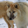 Arctic Wolf / Polarwolf 1