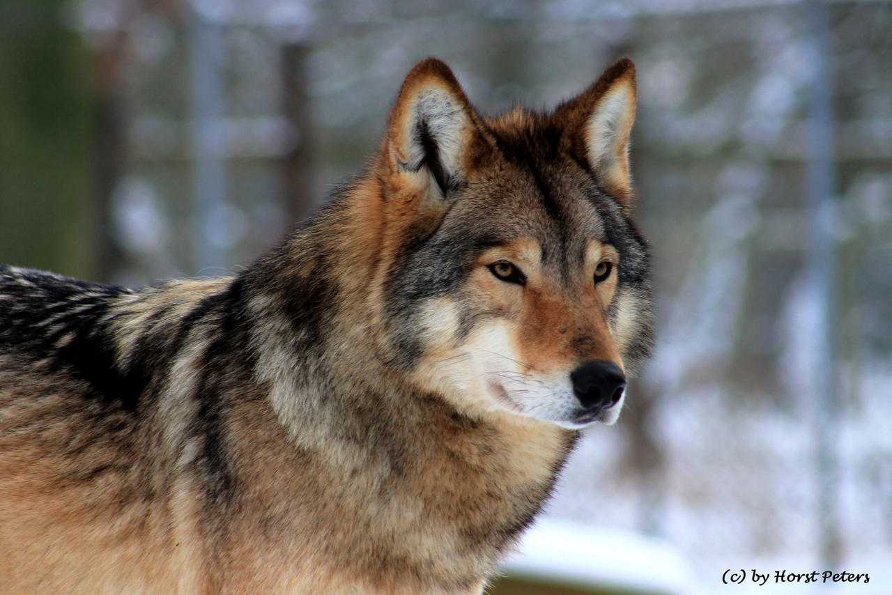 Timber Wolf / Timberwolf 4 by bluesgrass on DeviantArt