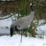 Eurasian Crane