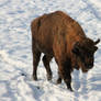 Wisent / European Bison 3