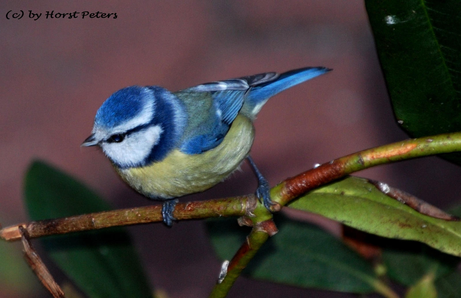 Little shy Bluetit