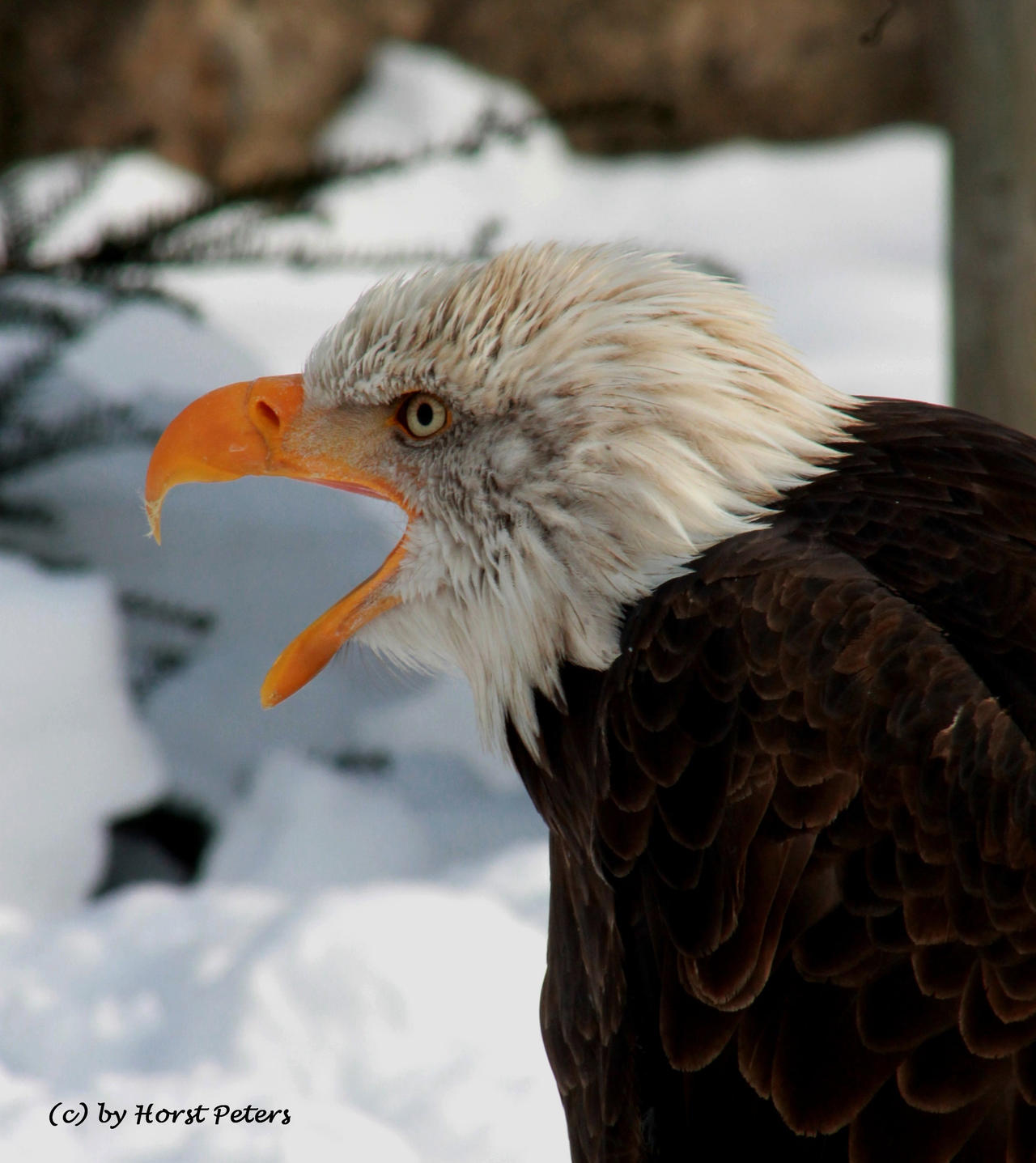 Weisskopfseeadler  /  Bald Eagle 7