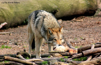 Hungry Wolf