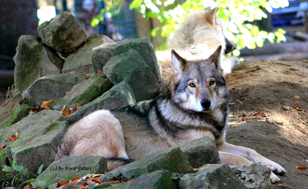Timberwolf by bluesgrass on DeviantArt