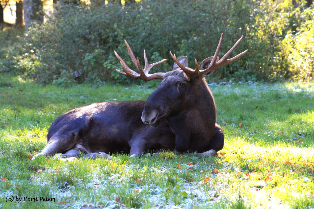 Elch / Elk  /  Moose