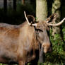 Elch / Elk / Moose 2