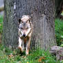 Europaeischer Wolf 2 (Canis lupus lupus)