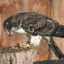 Wespenbussard / Honey Buzzard