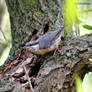 Kleiber  Nuthatch 8